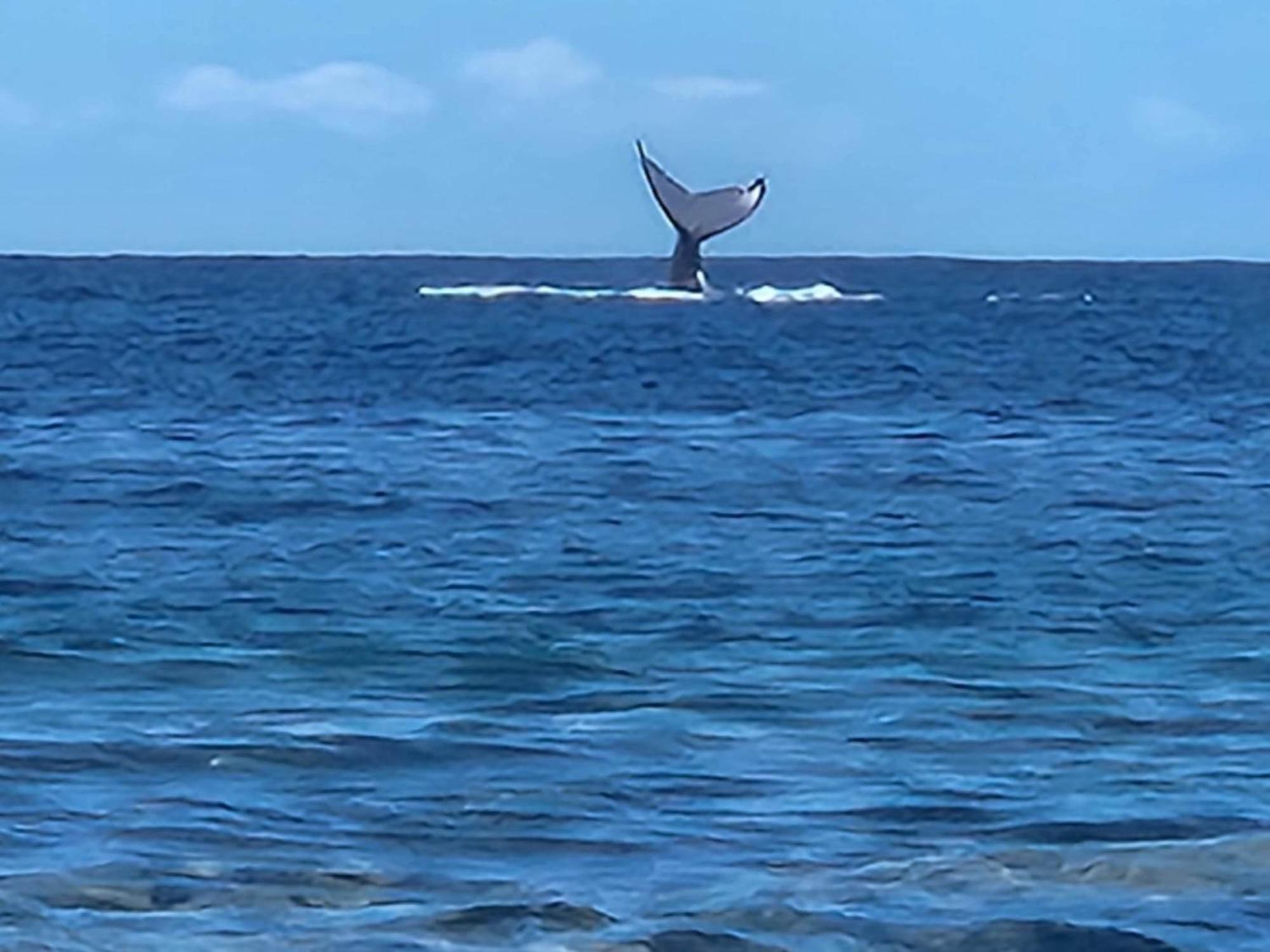 Moorea Temae Bungalow Lory Bord De Mer 外观 照片